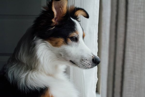 Quali sono gli esercizi di agilità consigliati per un Australian Shepherd in uno spazio limitato?