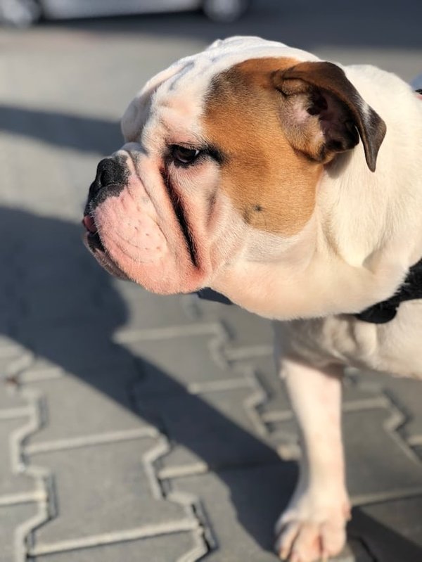 Come posso aiutare un Bulldog Inglese a respirare meglio durante le calde giornate estive?